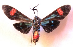 Belemnia inaurata
