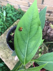 Aspidimorpha westwoodi