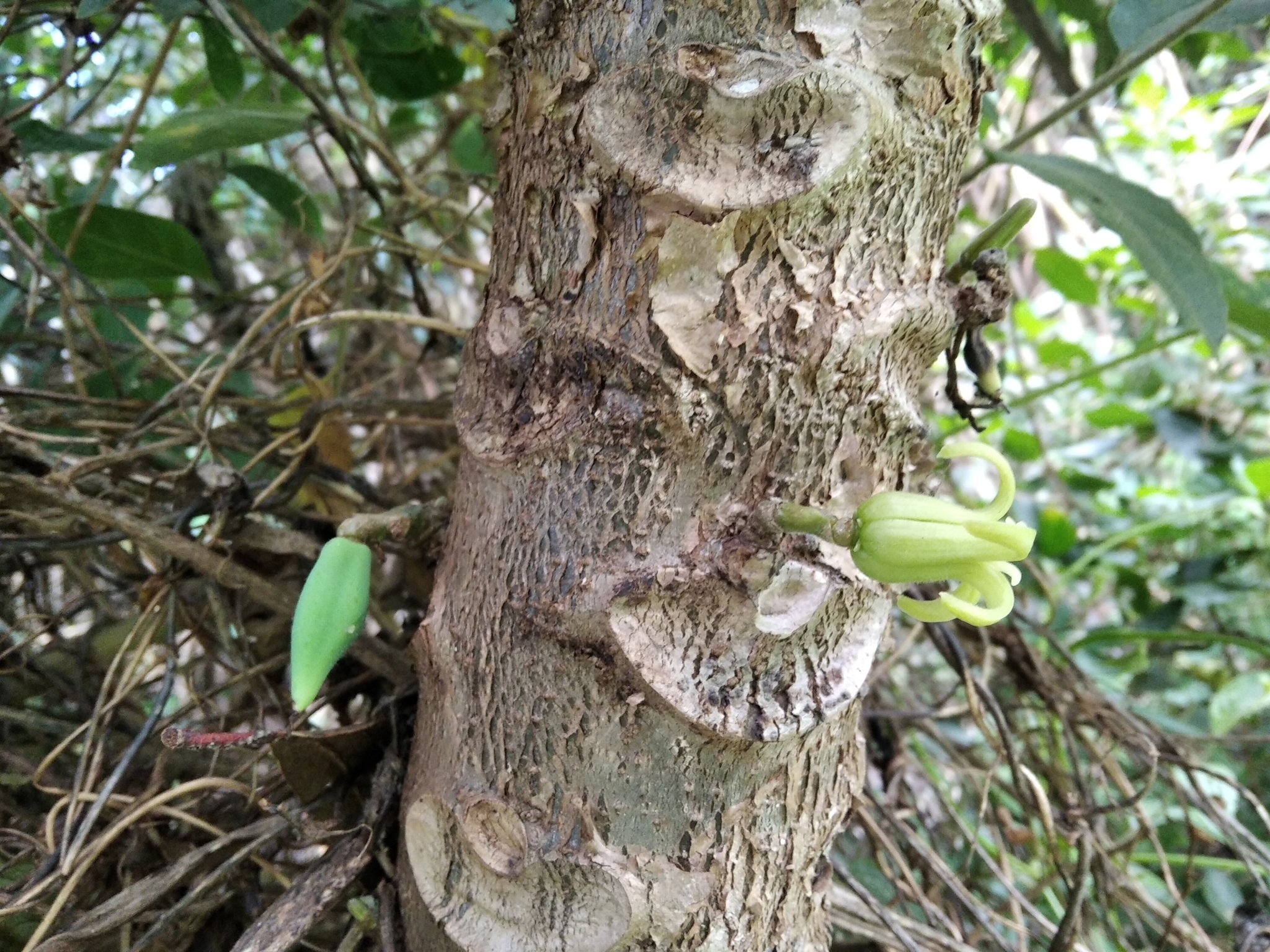 Vasconcellea pubescens image