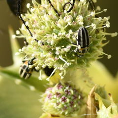 Nicentrus circumcinctus