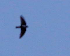 Pygochelidon cyanoleuca