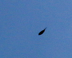 Pygochelidon cyanoleuca