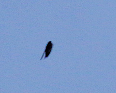 Pygochelidon cyanoleuca