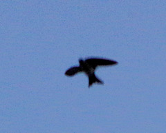 Pygochelidon cyanoleuca
