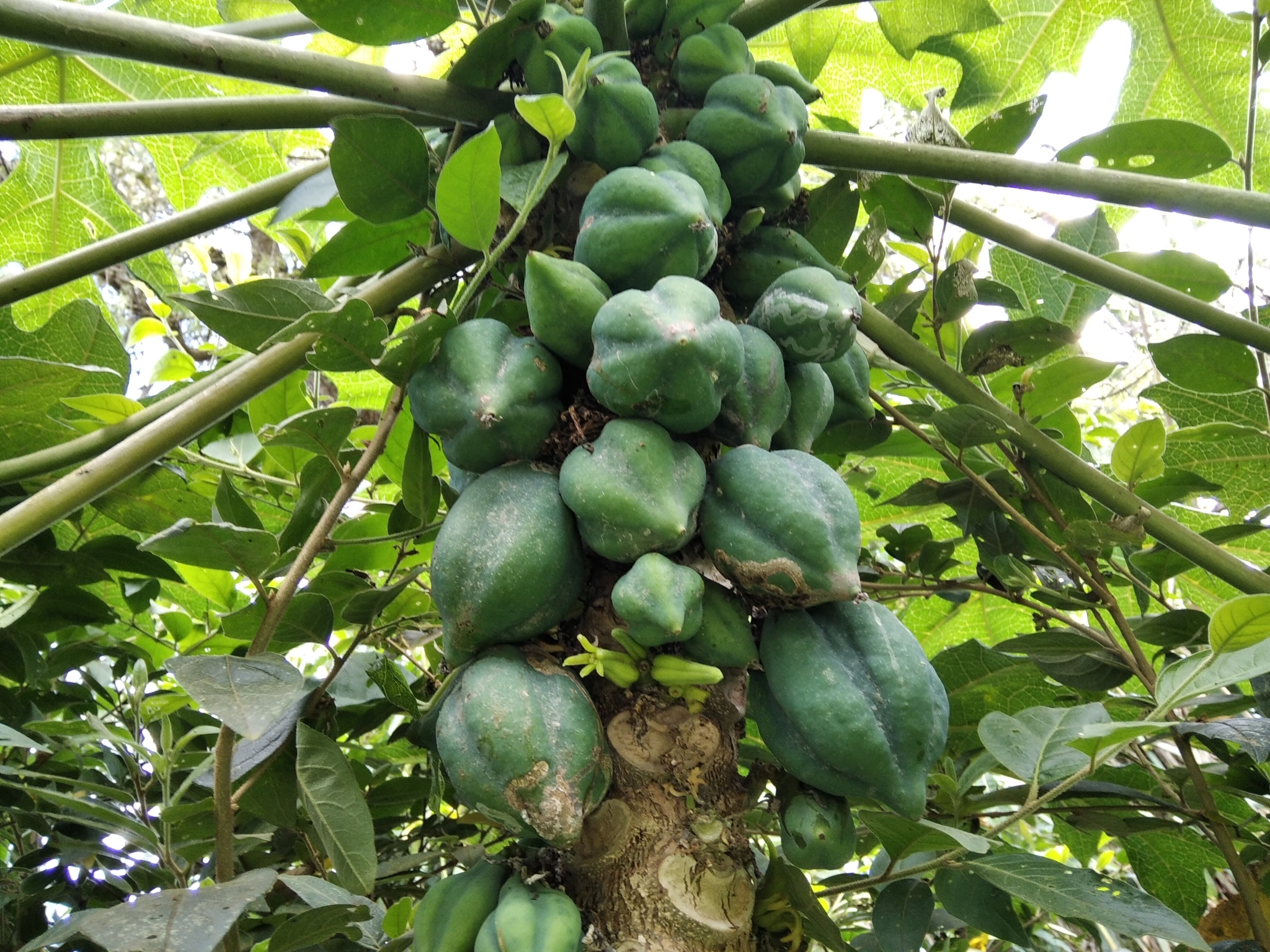 Vasconcellea pubescens image