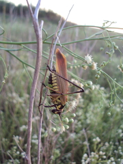 Scaphura elegans