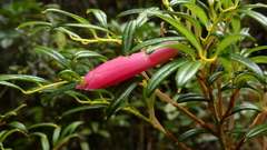 Philesia magellanica