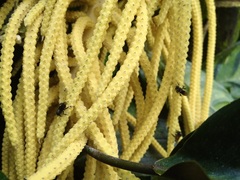 Chamaedorea tepejilote