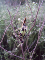 Scaphura elegans