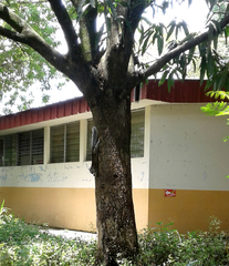 Sciurus variegatoides