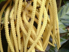Chamaedorea tepejilote