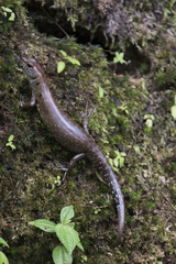 Sphenomorphus praesignis