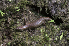 Sphenomorphus praesignis