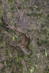 Sphenomorphus praesignis