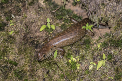 Sphenomorphus praesignis