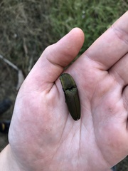 Chalcolepidius jansoni