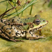 Levant Green Frog - Photo (c) Petra & Wilfried, some rights reserved (CC BY)