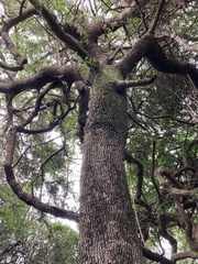 Sideroxylon obtusifolium