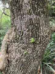 Sideroxylon obtusifolium