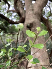 Sideroxylon obtusifolium