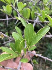 Sideroxylon obtusifolium