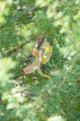 Senegalia wrightii