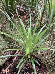 Bromelia antiacantha