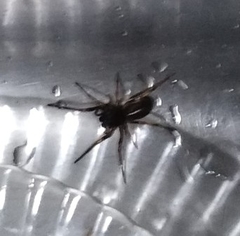 Corinnidae