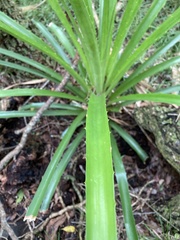 Bromelia antiacantha