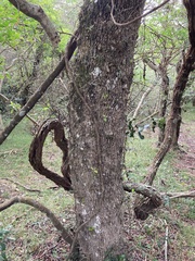 Sideroxylon obtusifolium