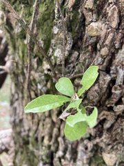 Sideroxylon obtusifolium