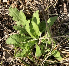 Engelmannia peristenia