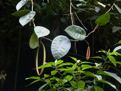 Macropharynx peruviana