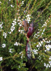 Temognatha variabilis