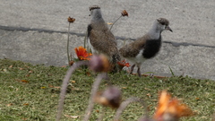 Vanellus chilensis chilensis
