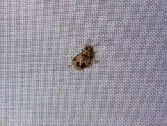 Acrocyum dorsalis