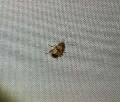Acrocyum dorsalis