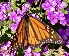 Danaus plexippus