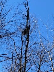 Sciurus carolinensis