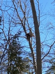 Sciurus carolinensis