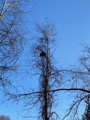 Sciurus carolinensis