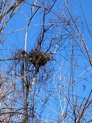 Sciurus carolinensis