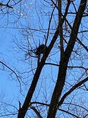 Sciurus carolinensis