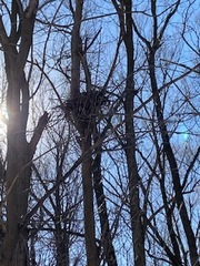 Sciurus carolinensis