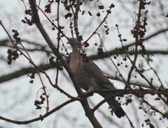 Columba palumbus