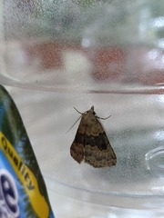 Chalenata mesonephele