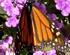 Danaus plexippus