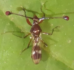 Cyrtodiopsis