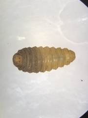 Neorhynchocephalus