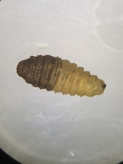 Neorhynchocephalus